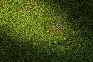 fundo musgo verde sulcado na natureza foto