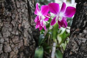 orquídea florescendo violeta no jardim foto