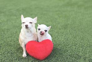 dois cães chihuahua de tamanho diferente sentados com almofada de forma de coração vermelho na grama verde, fazendo cara engraçada. conceito de dia dos namorados. foto