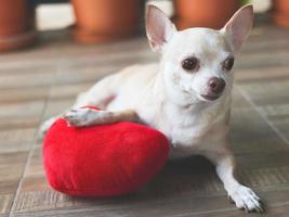 cachorro chihuahua marrom deitado brincando com travesseiro de forma de coração vermelho. conceito de dia dos namorados. foto