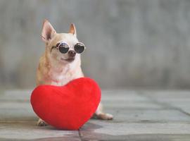 cachorro chihuahua de cabelo curto castanho usando óculos escuros sentado com travesseiro de forma de coração vermelho no piso de ladrilho desfocado e conceito de dia dos namorados de parede de cimento. foto