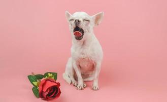 cachorro chihuahua de cabelo curto branco sentado ao lado de uma rosa vermelha em fundo rosa e bocejando. cachorro chihuahua sonolento bocejando. animais de estimação engraçados e conceito de dia dos namorados. foto