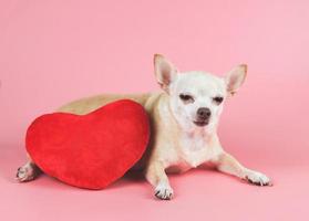 cachorro chihuahua marrom deitado com travesseiro de forma de coração vermelho no fundo rosa, apertando os olhos. conceito de dia dos namorados. foto