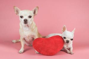 dois cães chihuahua de tamanho diferente sentados com travesseiro de forma de coração vermelho no fundo rosa. conceito de dia dos namorados. foto
