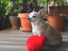 cachorro chihuahua marrom sentado com travesseiro de forma de coração vermelho. conceito de dia dos namorados. foto