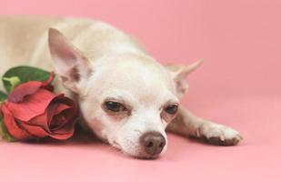 cachorro chihuahua marrom olhando para a câmera. deitado com rosa vermelha em fundo rosa. animais de estimação fofos e conceito de dia dos namorados foto