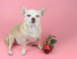 cachorro chihuahua marrom sentado ao lado de uma rosa vermelha em fundo rosa, piscando o olho. animais de estimação engraçados e conceito de dia dos namorados foto