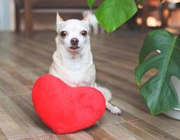 cachorro chihuahua marrom sentado com travesseiro de forma de coração vermelho. conceito de dia dos namorados. foto