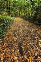 em um dia frio e fresco de outono, uma caminhada na floresta é um passatempo muito agradável foto