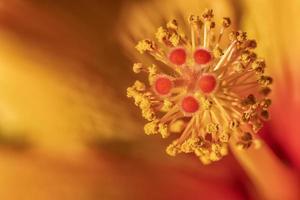 macro impressionante de estames de hibisco vermelho com espaço de cópia. detalhe floral. foto