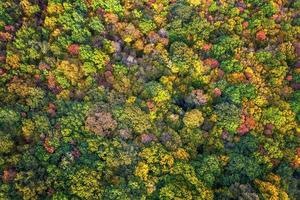 floresta de cores de outono. vista aérea de um drone sobre árvores coloridas de outono na floresta. foto