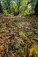 paisagem de outono - estacione árvores e folhas de outono caídas em um parque. foco seletivo em primeiro plano. foto