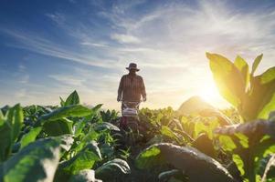 trabalhador de fazenda de tabaco, homem arando o campo de tabaco com um rebento para preparar o solo para semear, rebento foto