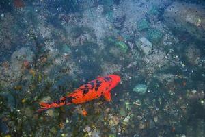 grande carpa vermelha manchada nada em um lago sombrio com água limpa, vista superior com espaço de cópia foto