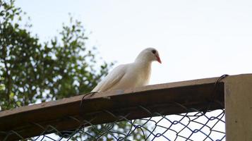 pombo pomba branca sente-se na moldura de madeira da cerca. foto