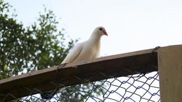 pombo pomba branca sente-se na moldura de madeira da cerca. foto