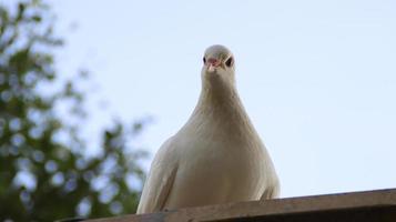 pombo pomba branca senta-se no telhado. foto