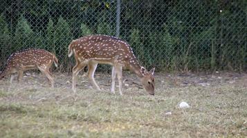dois jovens cervos chital ou cervos cheetal ou cervos manchados ou cervos eixo comendo grama na reserva natural ou parque zoológico. foto