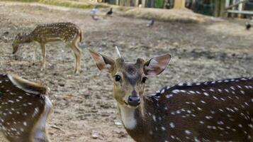 jovem veado chital ou veado cheetal ou veado manchado ou veado axis na reserva natural ou parque zoológico. foto