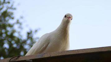 pombo pomba branca empoleirado no telhado. foto