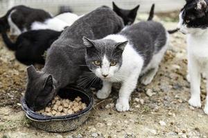 gatos abandonados na rua foto