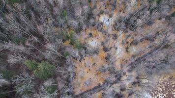 fotografia da floresta, natureza de cima, árvores no pântano, trilha de caminhada, viagens, foto de drone, dji jpg, belas paisagens, natureza