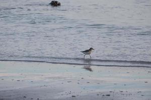 pássaro marinho andando na praia de água para encontrar comida de animal na água. vida selvagem animal na costa da tailândia. foto