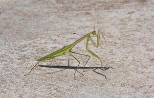 jovem gafanhoto verde louva-a-deus segura a perna esquerda no chão de concreto. praga animal predador inseto vida selvagem com artrópode de antena longa. foto