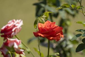 vista lateral linda rosa laranja suave pólen amarelo forma abstrata vermelha com folhas verdes no jardim de botânica. símbolo do amor no dia dos namorados. flora de aroma perfumado suave. foto