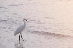 pássaro de mar branco de beleza andando na praia de água para encontrar comida de animal na água. asa animal e vida selvagem de pernas longas na costa da tailândia. foto