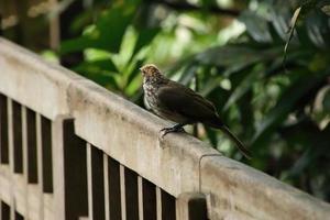 bulbul com cabeça de palha em uma reserva natural foto