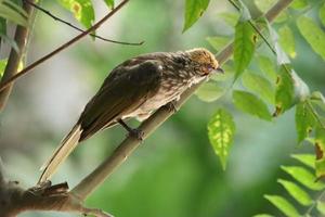 bulbul com cabeça de palha em uma reserva natural foto