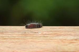 borboleta de lagarta peluda em um poste de pilar de madeira foto