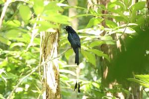 Drongo de raquete maior no sub-bosque foto