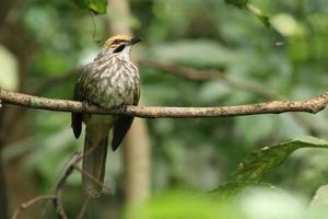 bulbul com cabeça de palha em uma reserva natural foto