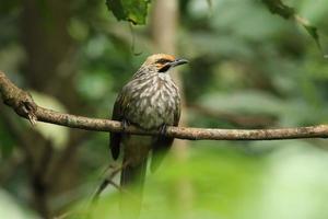 bulbul com cabeça de palha em uma reserva natural foto