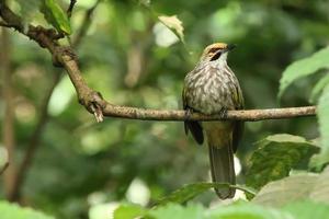 bulbul com cabeça de palha em uma reserva natural foto