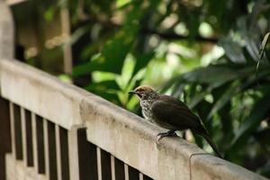 bulbul com cabeça de palha em uma reserva natural foto