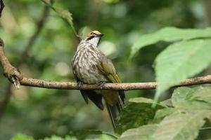 bulbul com cabeça de palha em uma reserva natural foto