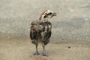 galo de galinha da selva vermelha em uma fazenda de parque foto