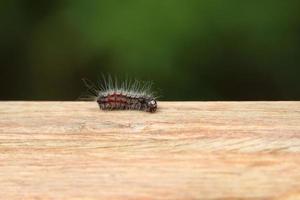 borboleta de lagarta peluda em um poste de pilar de madeira foto