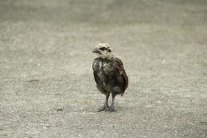 galo de galinha da selva vermelha em uma fazenda de parque foto