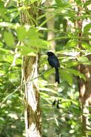 Drongo de raquete maior no sub-bosque foto