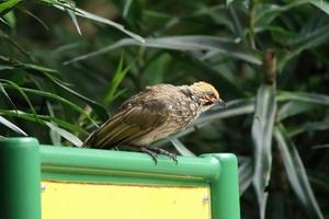 bulbul com cabeça de palha em uma reserva natural foto