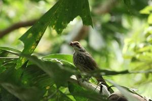 bulbul com cabeça de palha em uma reserva natural foto