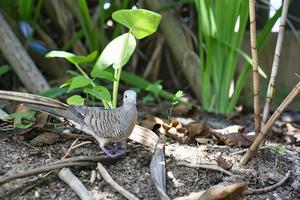 mahe seychelles, a pomba zebra, também conhecida como pomba barrada, ou pomba barrada, é uma espécie de ave da família das pombas, são pequenas aves com cauda longa foto