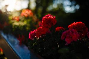 uma variedade de flores desabrochando em vasos em uma varanda urbana ao pôr do sol foto