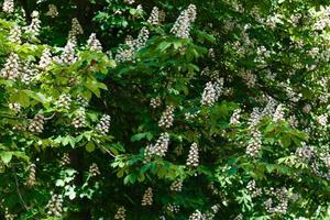 ramos de castanheiro em flor com raios de sol foto