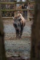 bisão americano no zoológico foto