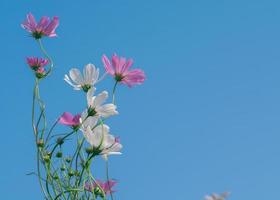 rosa do campo de flores do cosmos com céu azul e fundo de nuvens foto